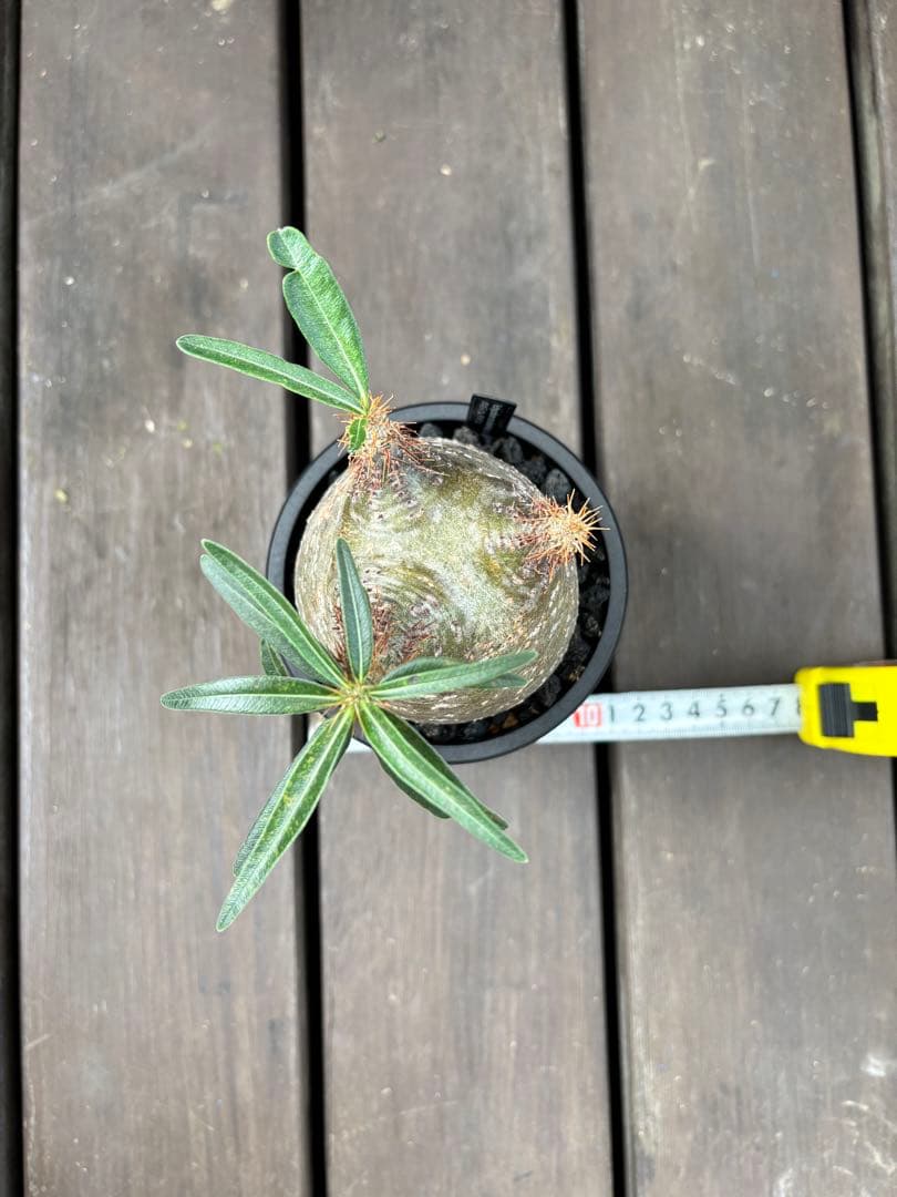 パキポディウム グラキリス(発根済み)