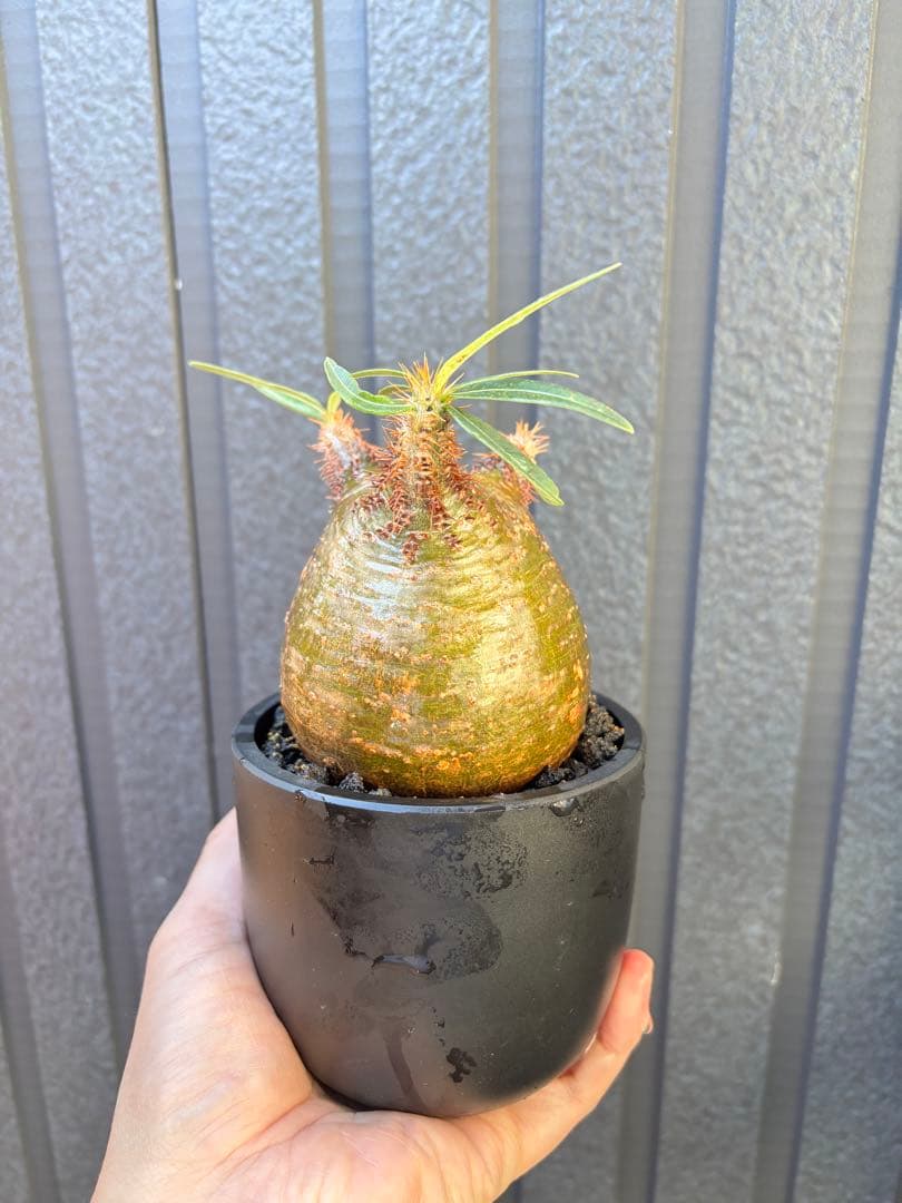 パキポディウム グラキリス(発根済み)