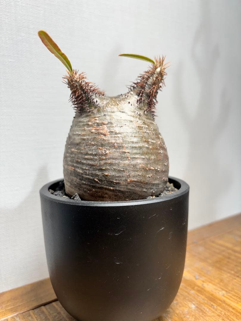 パキポディウム グラキリス(発根済み)