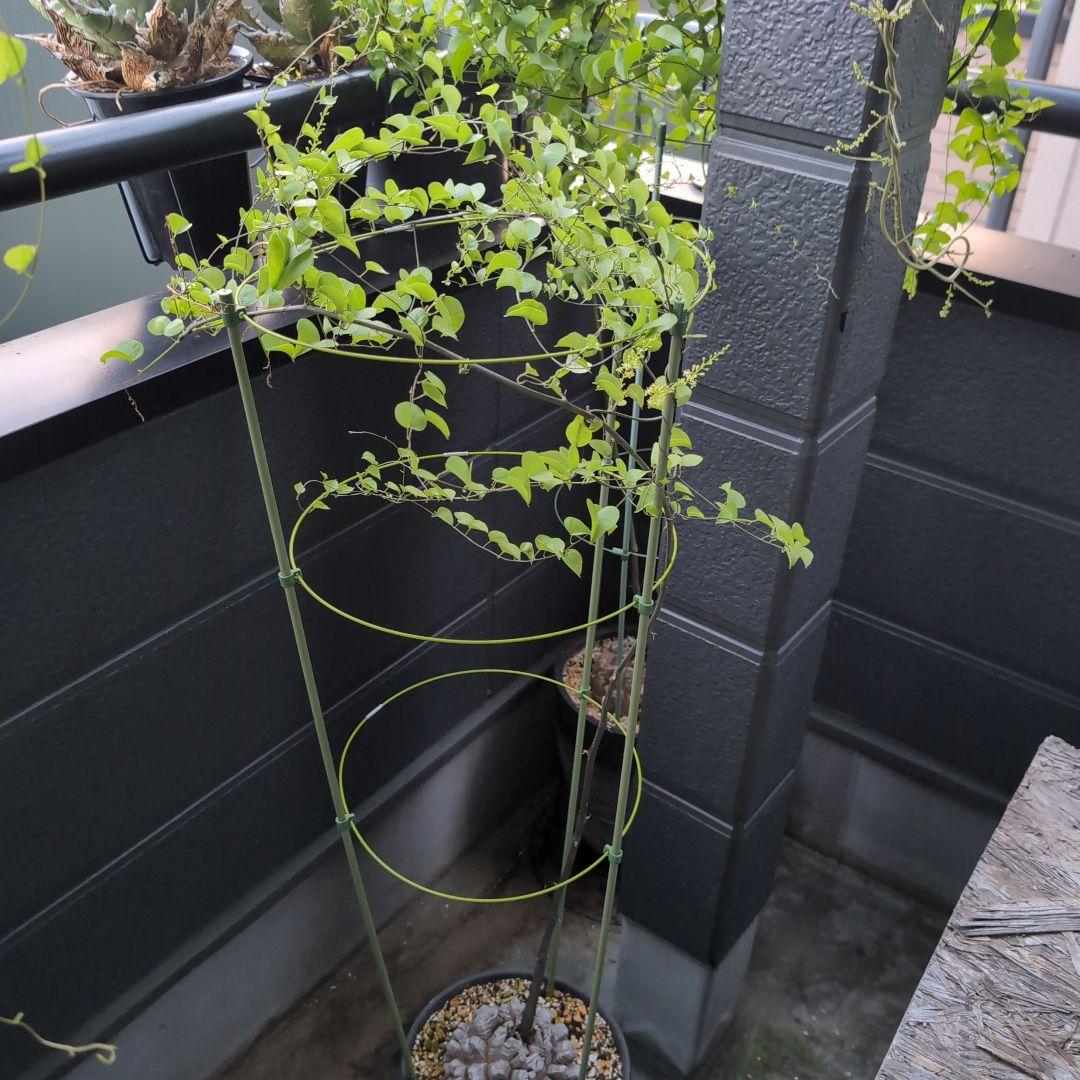 鉢径23㌢　実生丸型　長谷川園芸　亀甲竜　株幅13.8センチ　鉢ごと送料込み