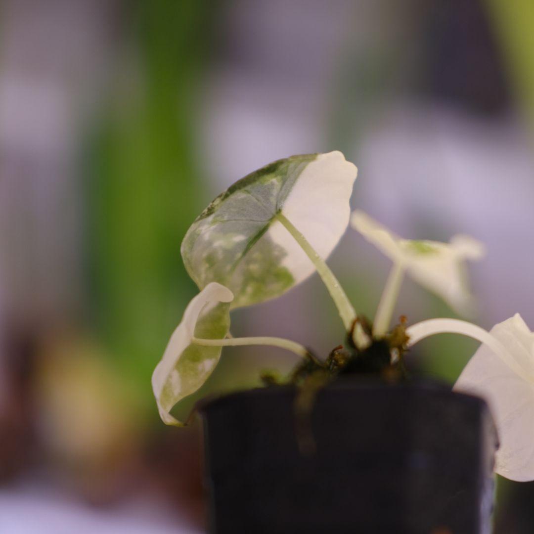 アロカシア メロ アルボ│Alocasia melo 'Albo' Var.④