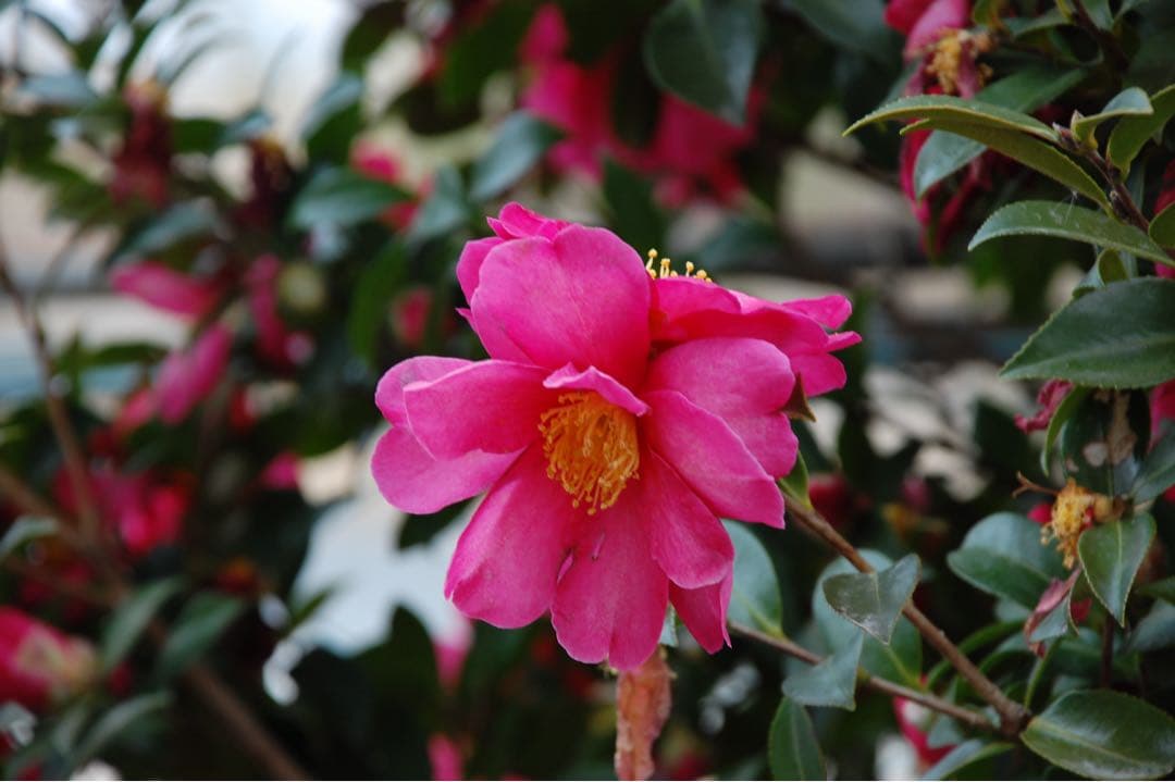 『名機完動品』Nikon D40 ダブルレンズキット