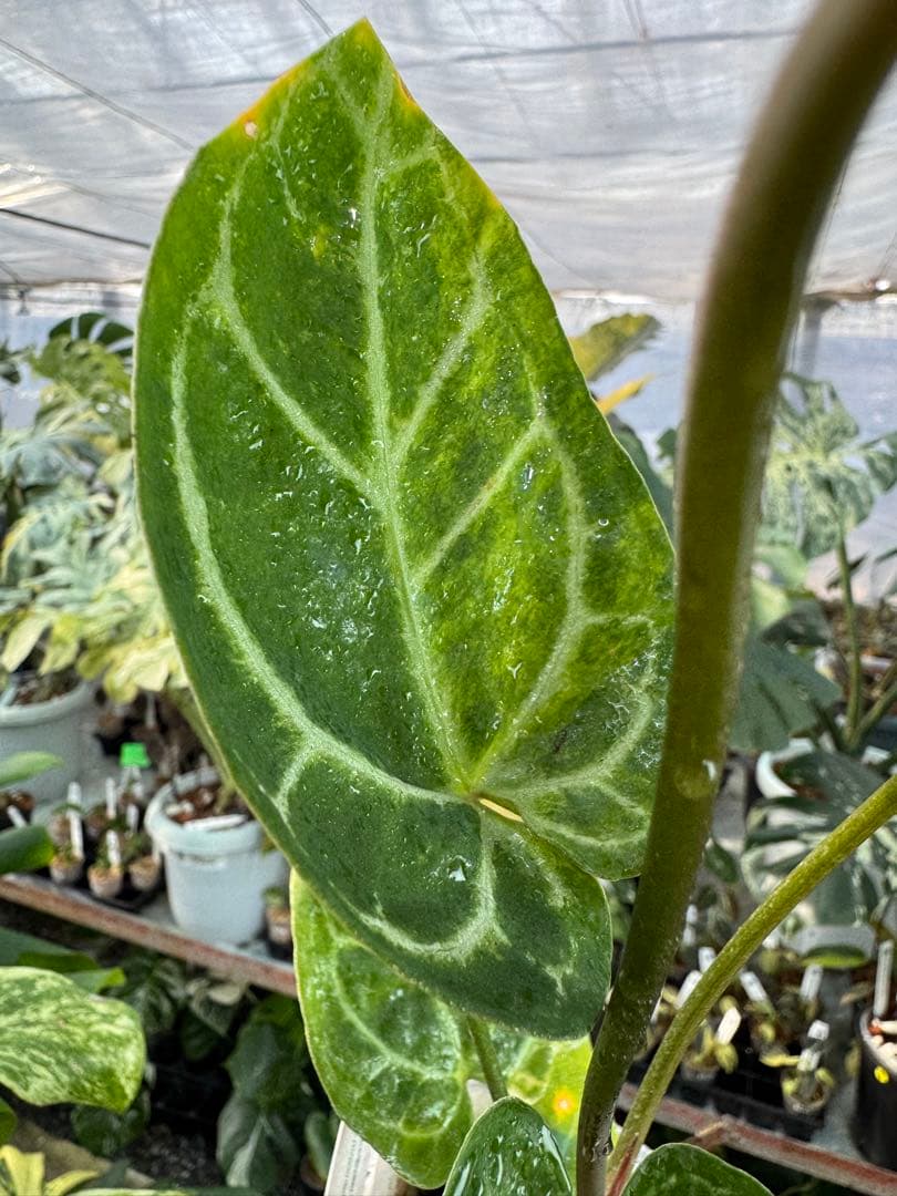 1 斑入り　アンスリウム　ミシェル　x クリスタルシルバー　綺麗交配株