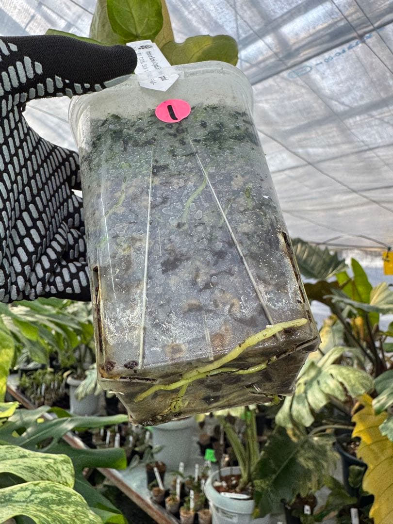 1 斑入り　アンスリウム　ミシェル　x クリスタルシルバー　綺麗交配株