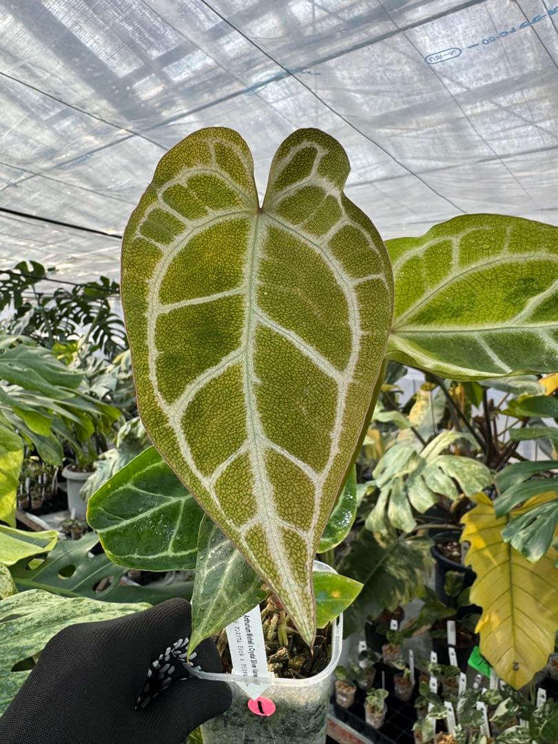 1 斑入り　アンスリウム　ミシェル　x クリスタルシルバー　綺麗交配株