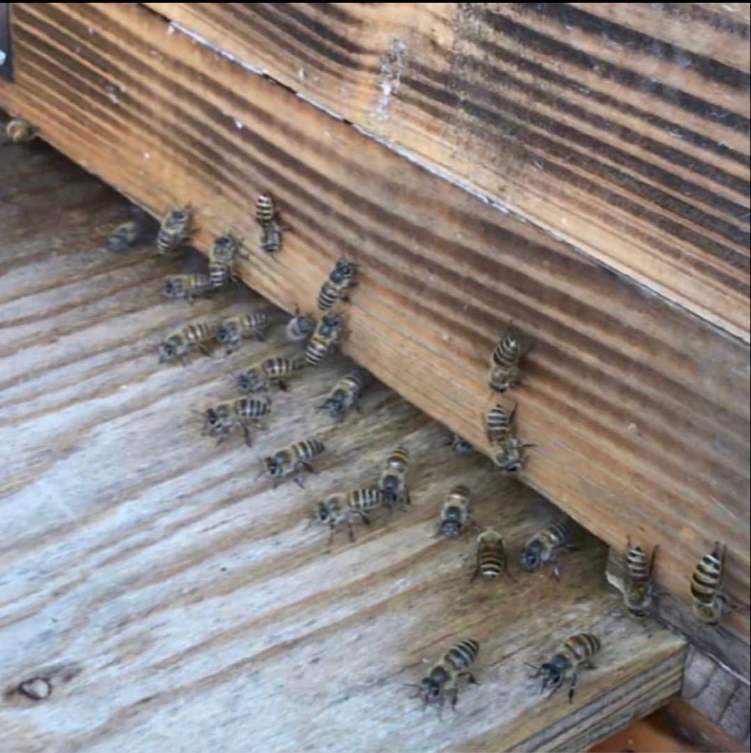 ドルガ 日本ミツバチ 非加熱 生はちみつ ジェラート風2瓶 とろとろ1瓶