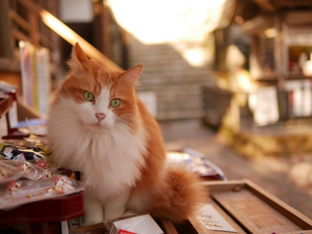 SIGMA 35mm F1.4 DG HSM Art 単焦点レンズ フード付