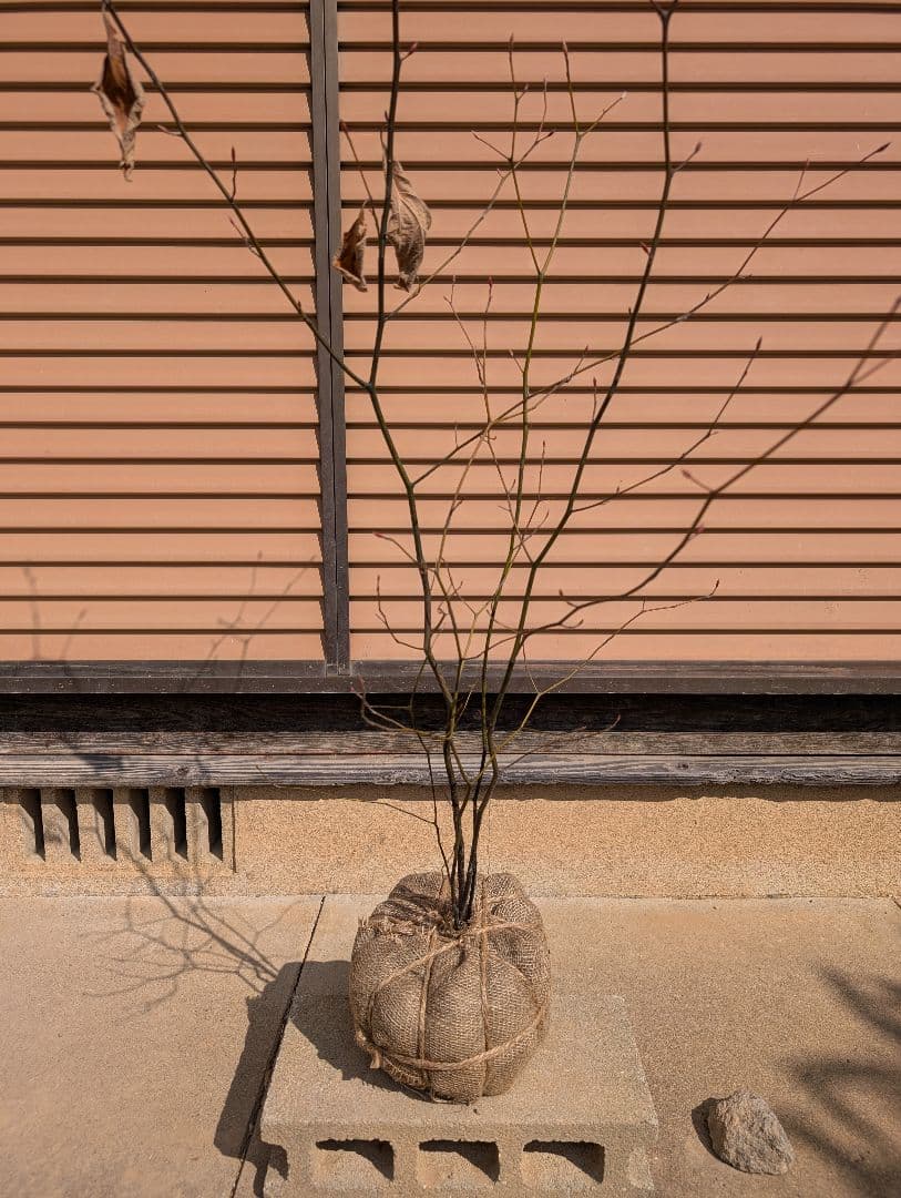 クロモジ　株立　②