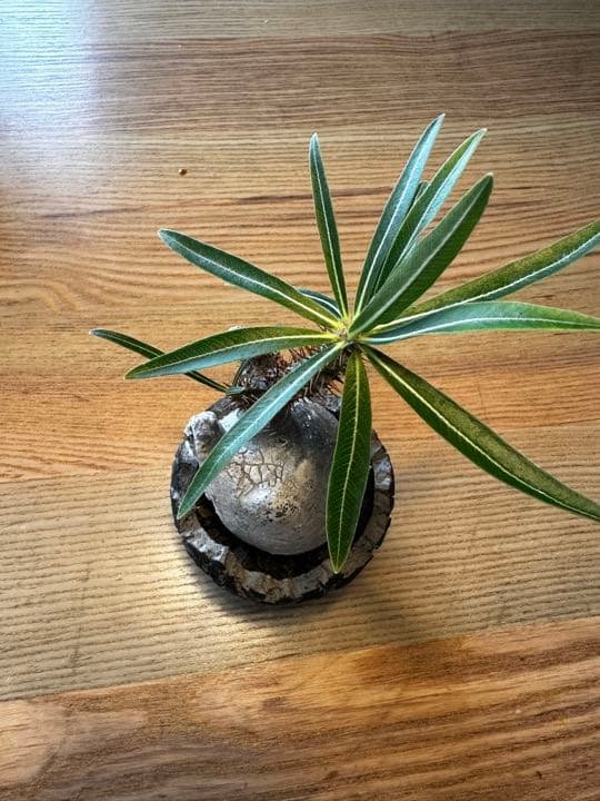 Botanize×konect fang ボタナイズ