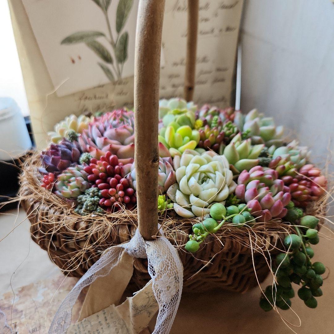 多肉植物寄せ植え　そのまま飾れる　バスケット♡