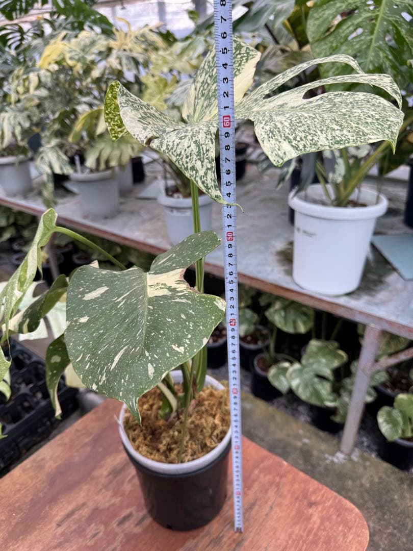 9モンステラ　タイコンステレーション　スターライト