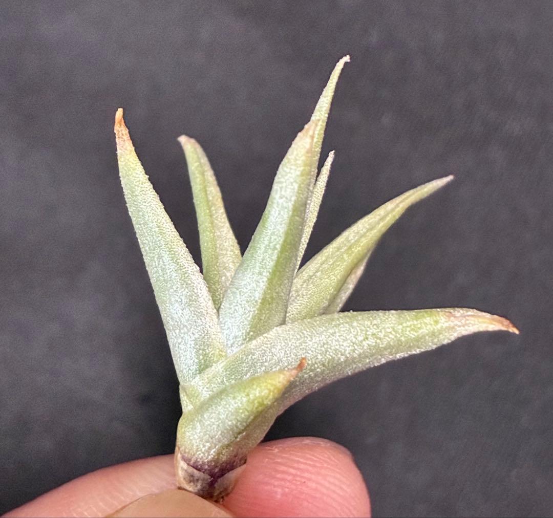 同梱割Tillandsia ' Flake' T'S TROPICALS