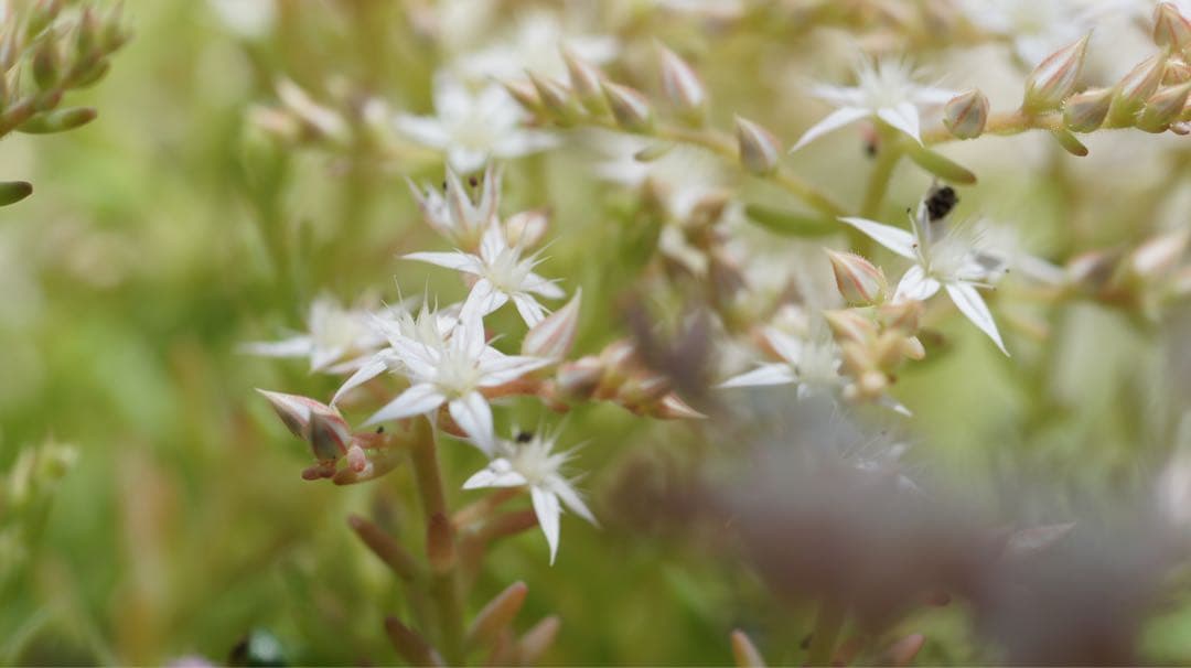 ■ 単焦点　Nikon Ai-s Micro NIKKOR 105mm F2.8