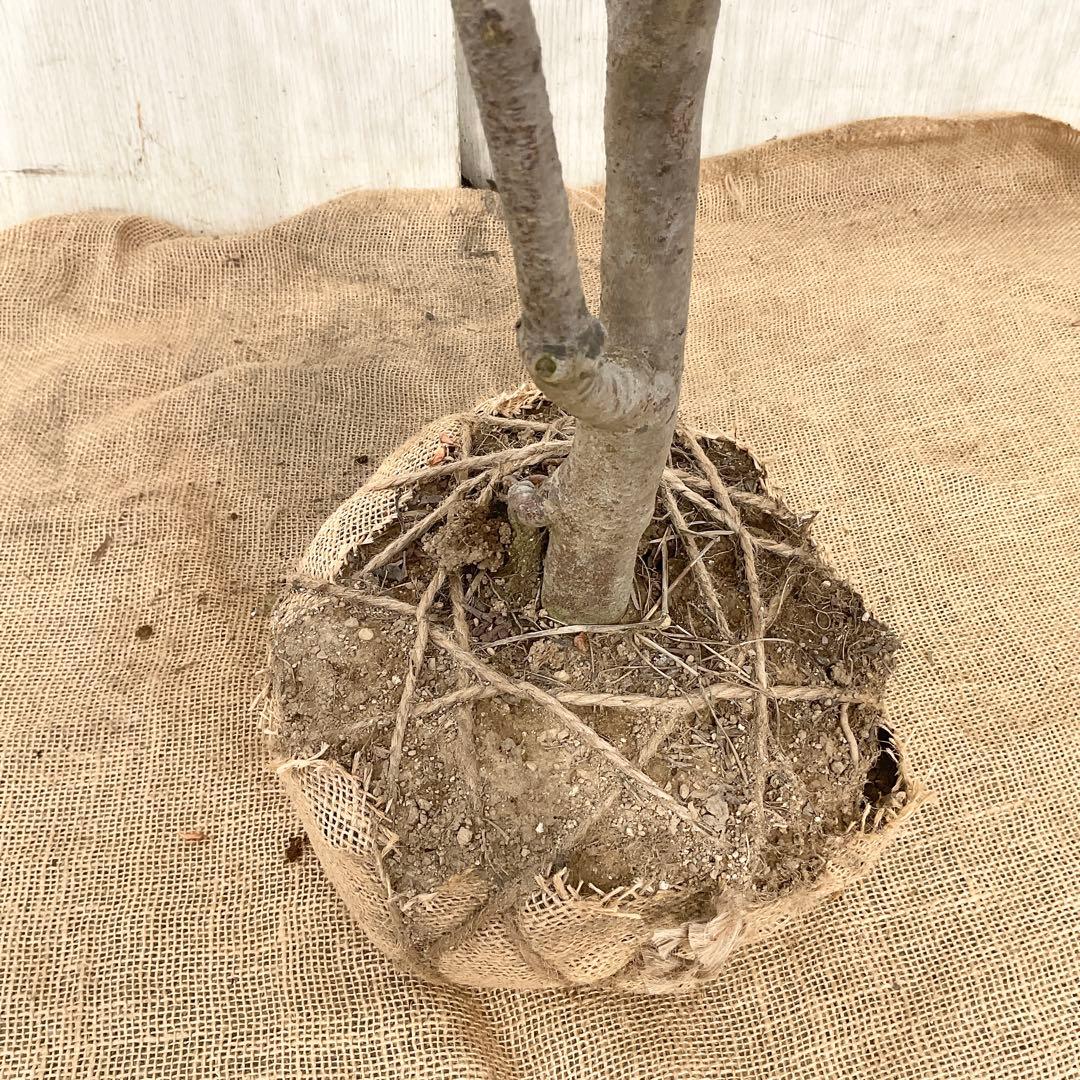 山採りドウダンツツジ　白　/ 793