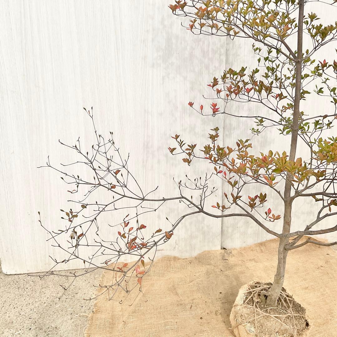 山採りドウダンツツジ　白　/ 793