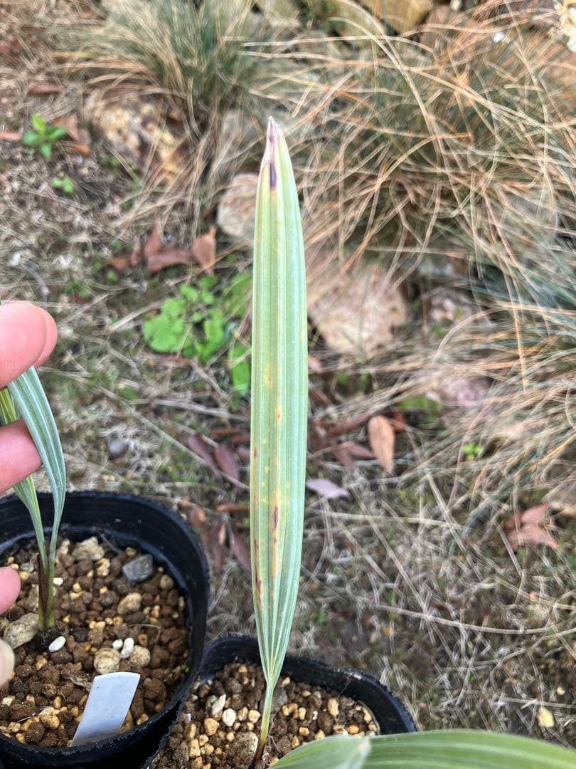 ブラヘア　アルマータ　12株