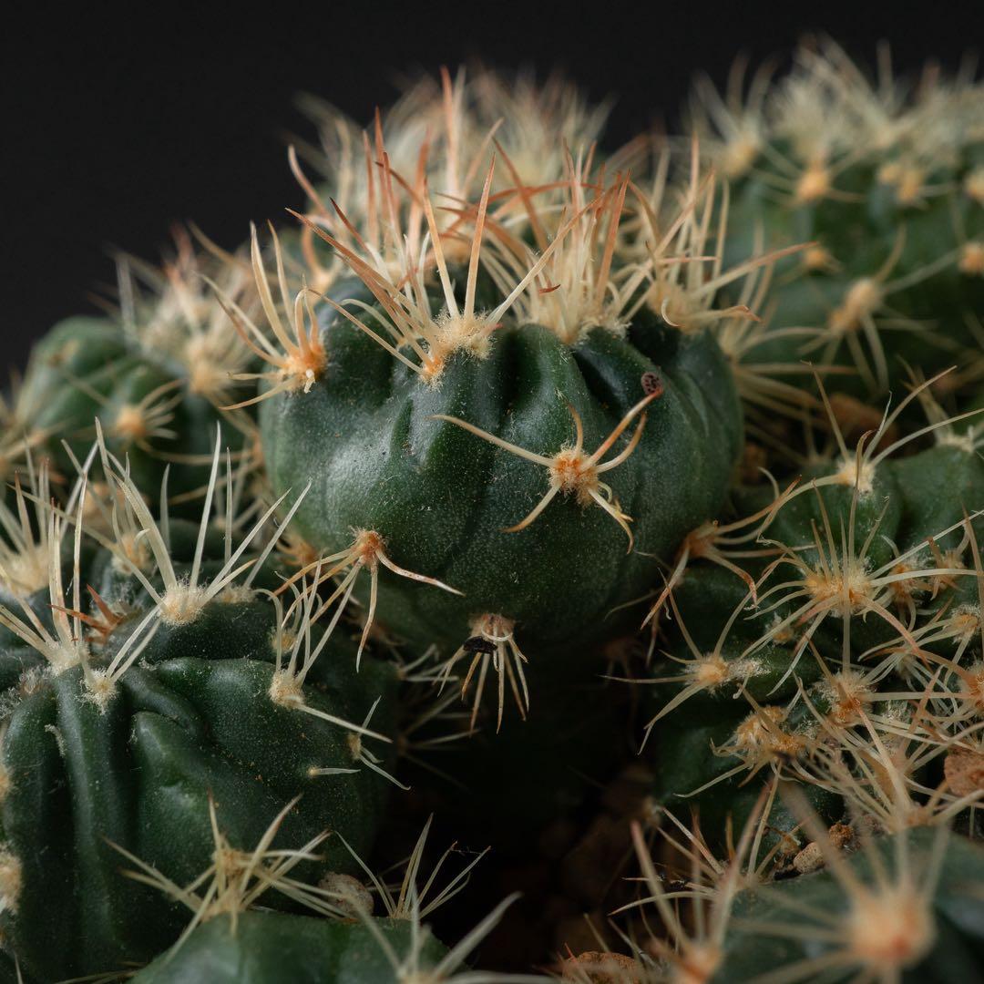 綾波 モンストx 10 （実生） #195