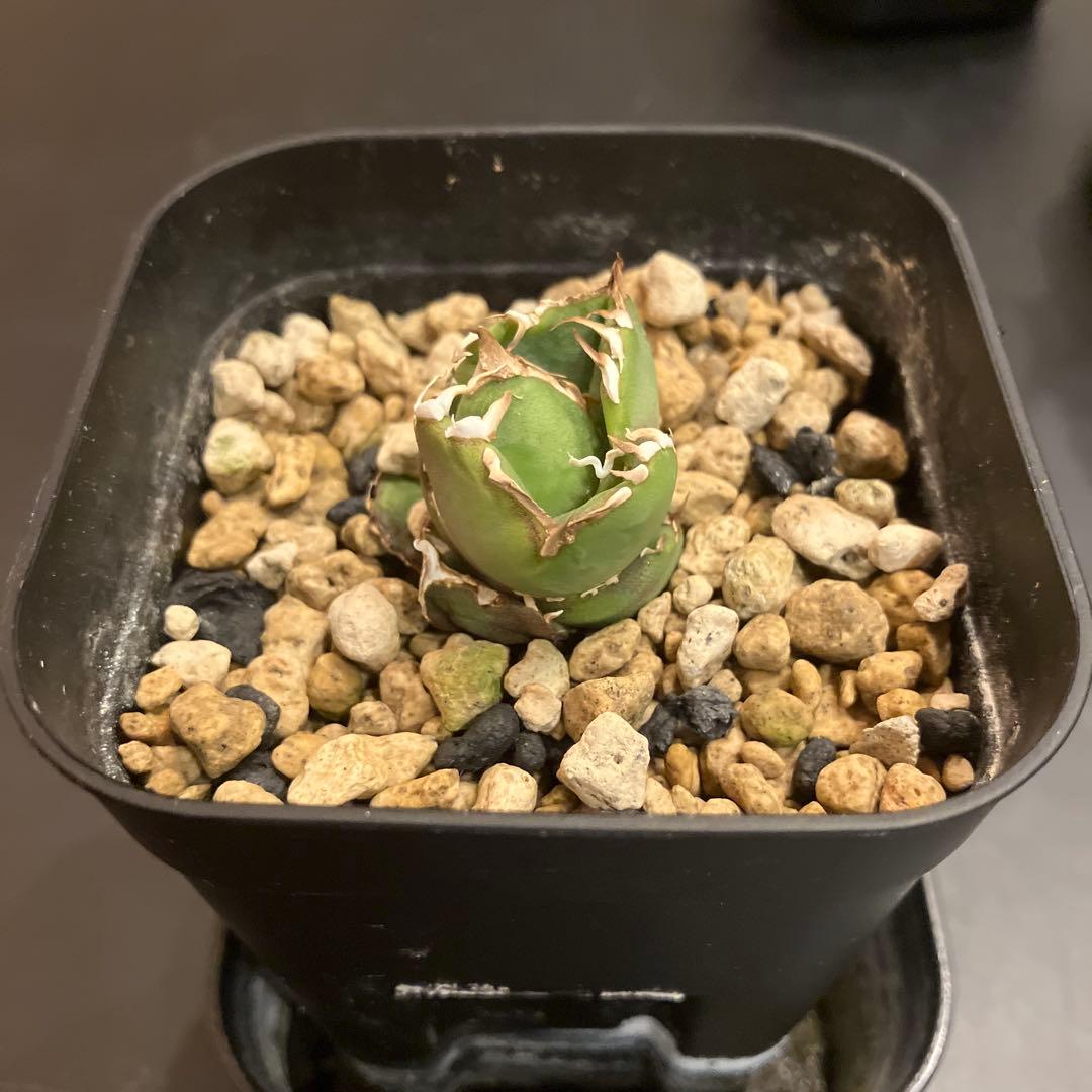 アガベ　COK 追星　子株