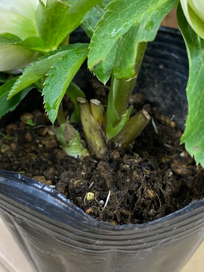 爪利休　曽田園芸