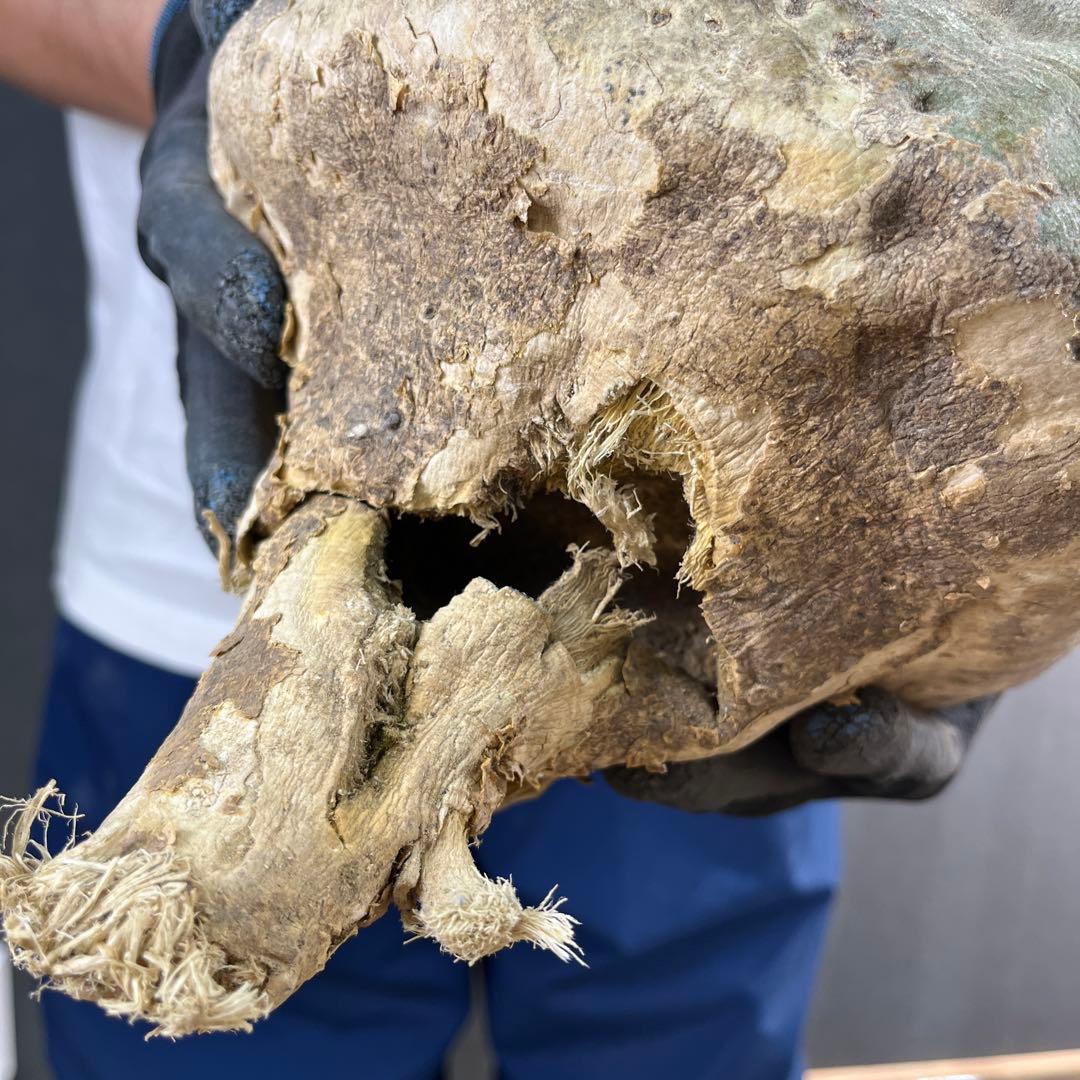 7*i様 23 激レア 超大株 アデニア ペチュエリー 現地球 鮮度抜群