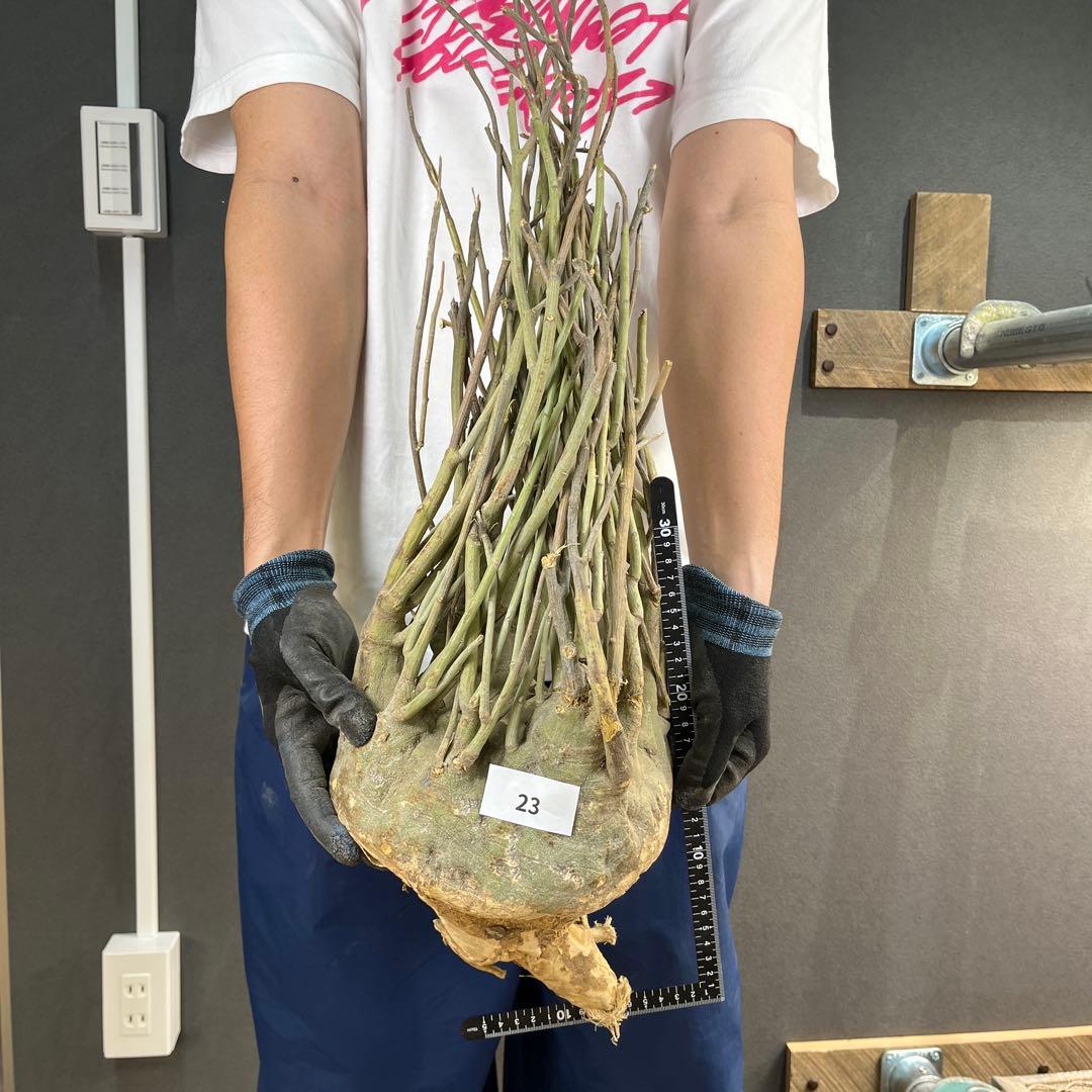 7*i様 23 激レア 超大株 アデニア ペチュエリー 現地球 鮮度抜群