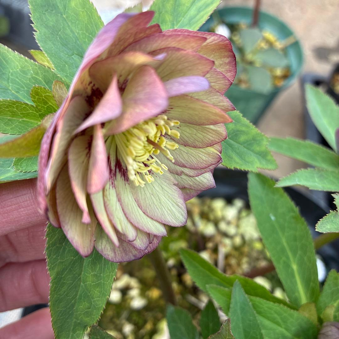 クリスマスローズ　トルカ交配　８寸