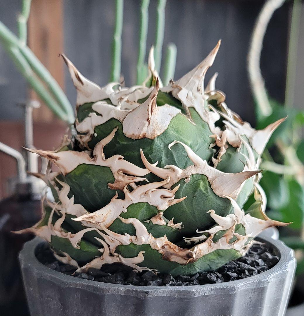 【龍皆歡さま専用】COK CG-01　親株　極上株