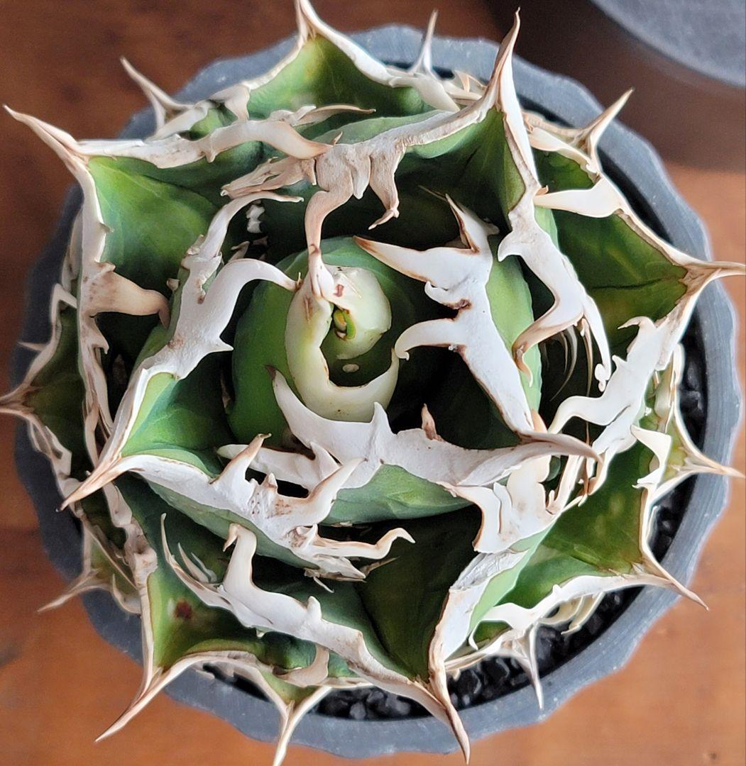 【龍皆歡さま専用】COK CG-01　親株　極上株