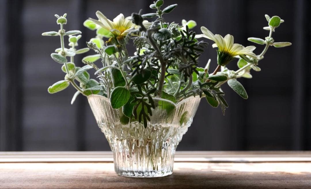 Lasisepat Lasisepatラシセパットクロッカス　フィンランド