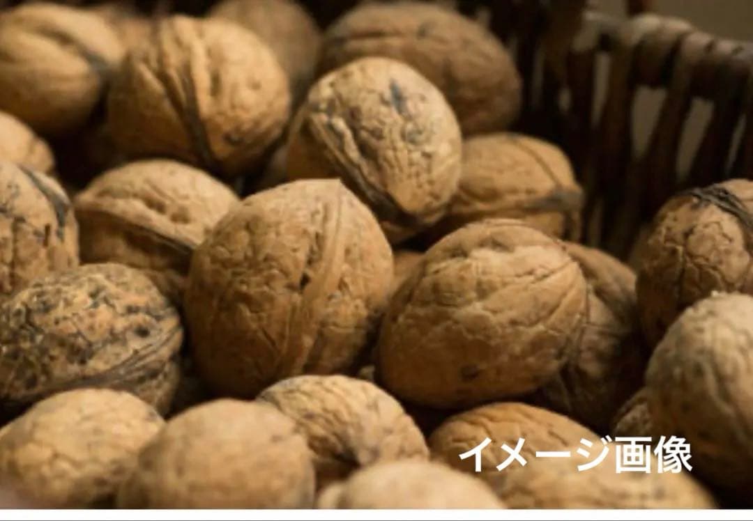 北の蝦夷　鬼胡桃の特大苗木　1メートル50センチ