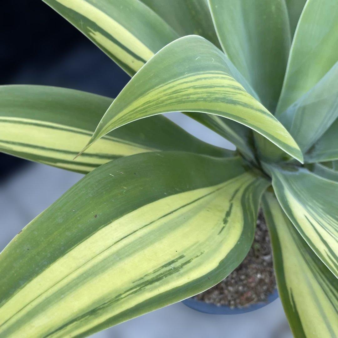 アガベ　アテナータ　イエローストライプ　/ 翡翠盤　特大　引き取り限定