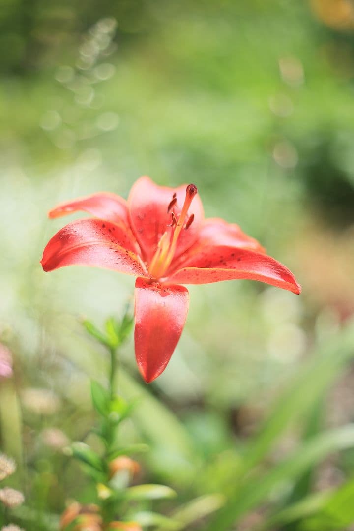 《希少》AUTO mamiya/sekor 55mm F1.8 後期型【良品】