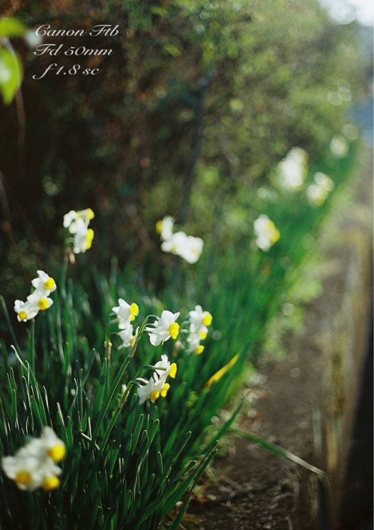 ★完動＊美品＊整備済＊初期保証★canon ftb★作例多数