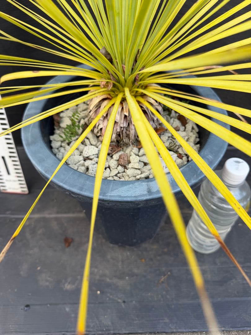 ユッカ ロストラータ　細葉　実生　中型 黒鉢