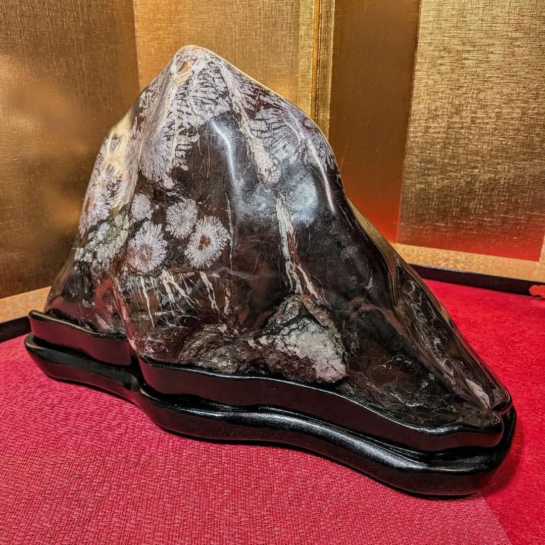 菊花石 岐阜県根尾谷産7.9㌔ 鑑賞石 観賞石 水石 盆石 天然石 鉱物