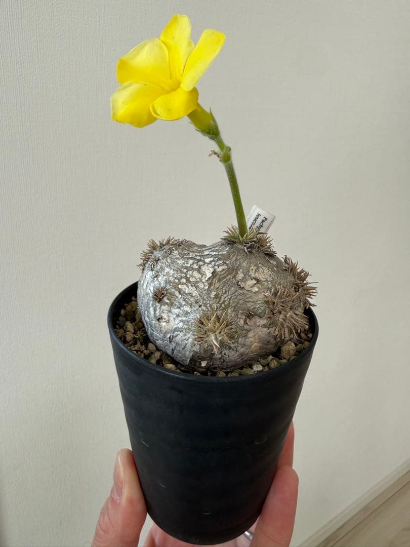 パキポディウム ブレビカウレ 恵比寿笑 良型 現地球 発根済み