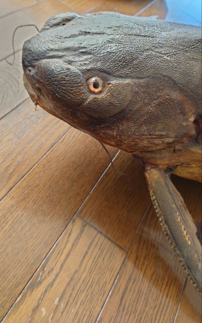大ナマズ プテロドラス 大型剥製 はく製 レア 貴重 魚 アマゾン メガロドラス