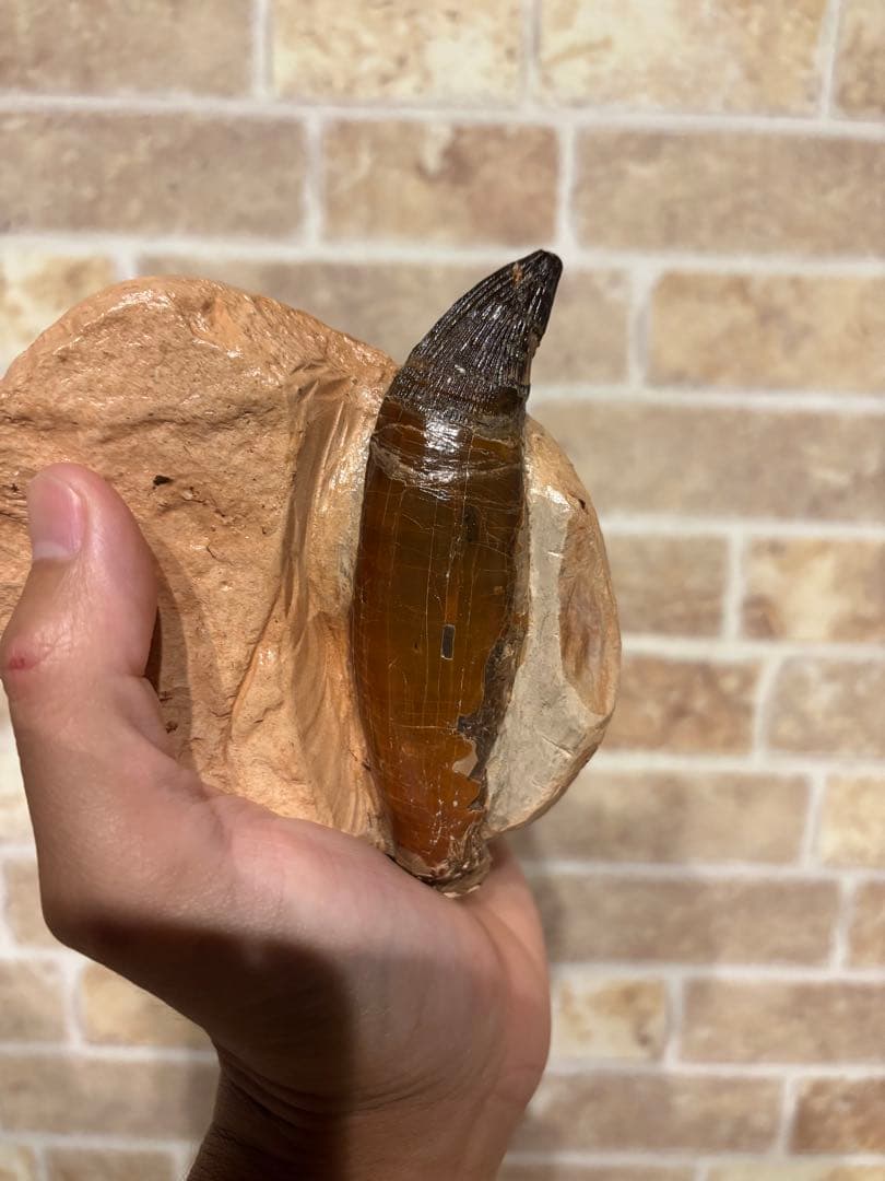 プリオサウルス　化石　歯