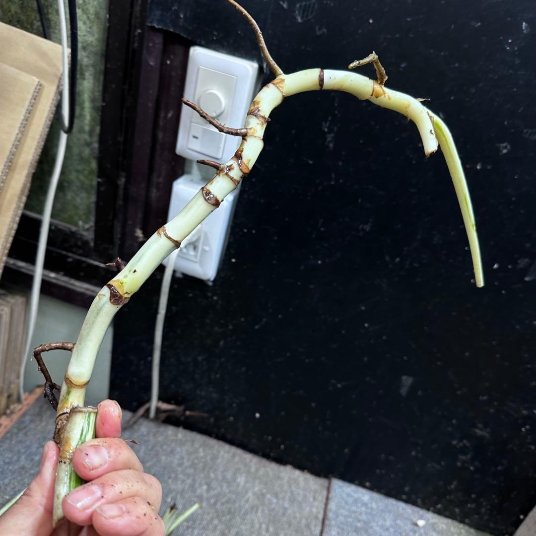 a*a様 斑入りモンステラホワイトタイガー大茎6株おまとめ