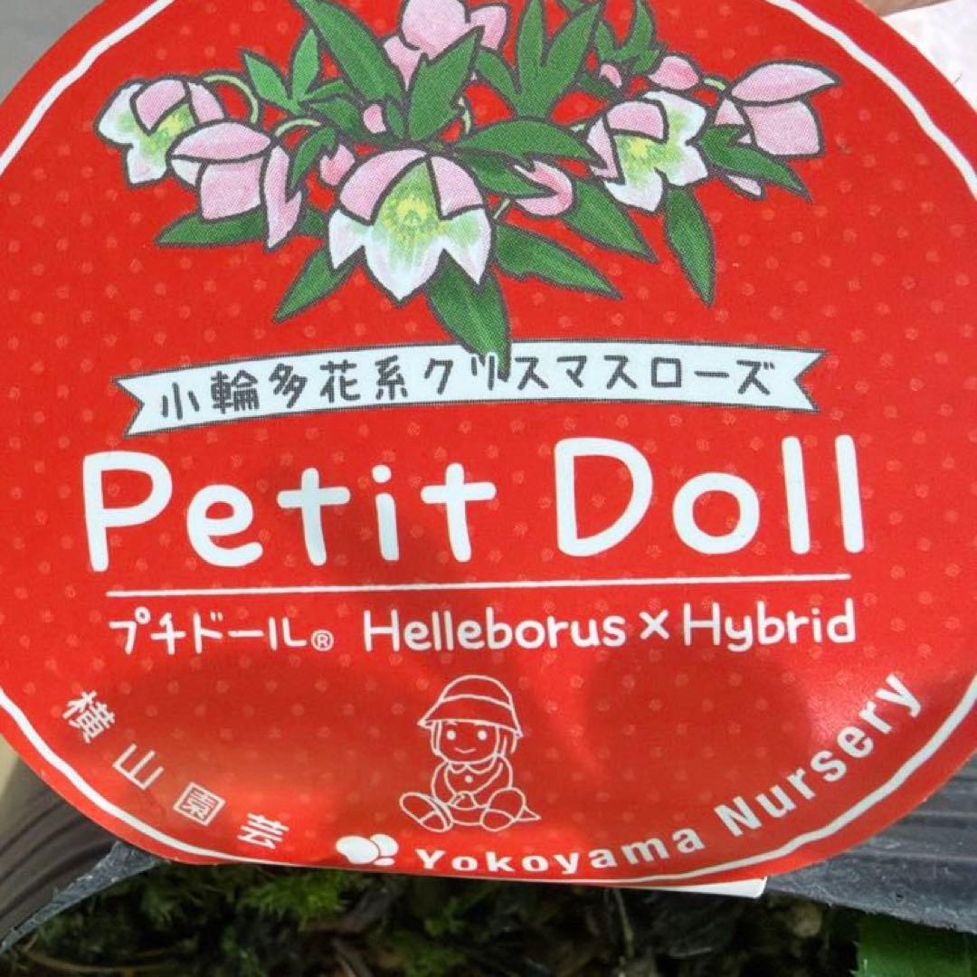 【横山園芸】クリスマスローズ プチドール　ss《1/15》ピンクベイン系