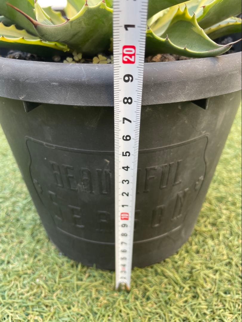 オバティフォリアオルカ　鉢込み