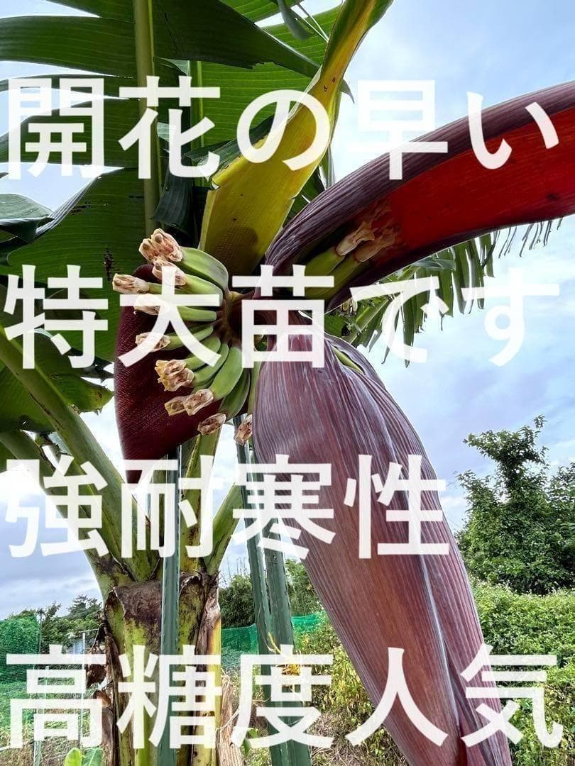 200㎝★幻の、ゴールデンブラジル。バナナ苗★耐寒強く低木.早生で収穫早い優良種