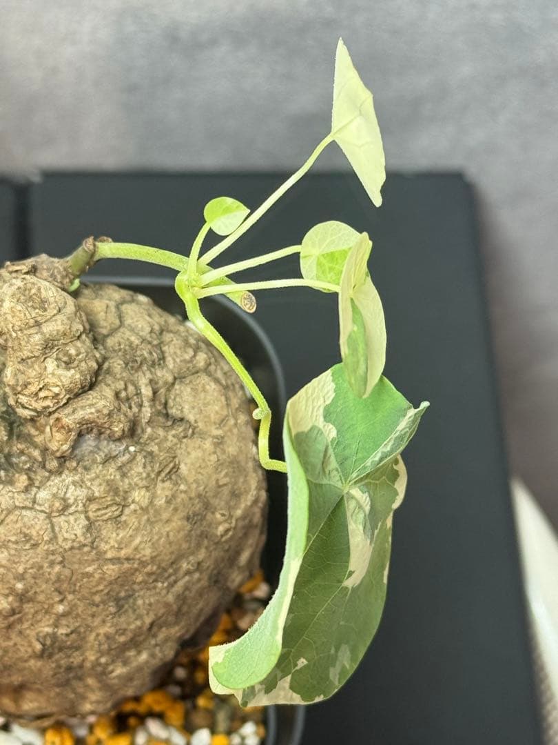 ステファニア・スベローサ斑入りチリ斑レア種美株￼