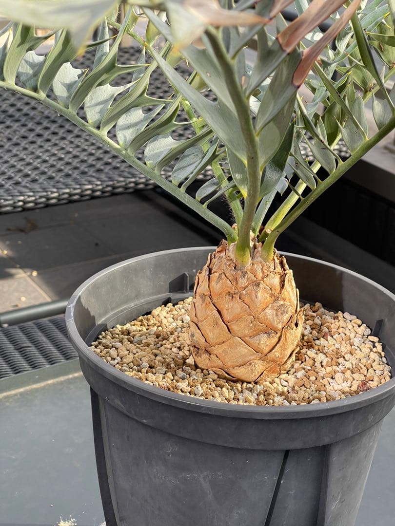 【南ア産】エンセファラルトス ホリダス(2025年12月最新画像あり)