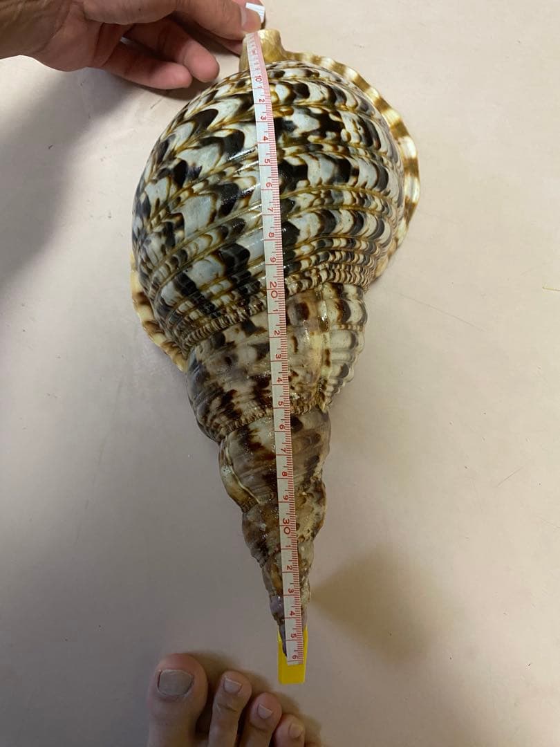 法螺貝　ホラ貝　36cm 770g