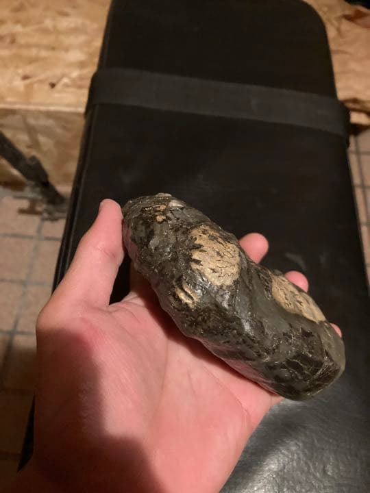 北海道　中頓別　アンモナイト　化石　/クリスマス　恐竜　三葉虫　アウトドア