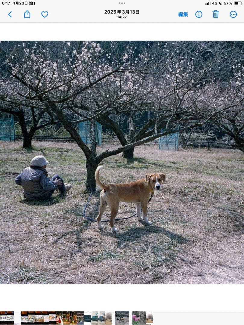マミヤスケッチ　レンジファインダーカメラ 1:1フォーマット　実用品