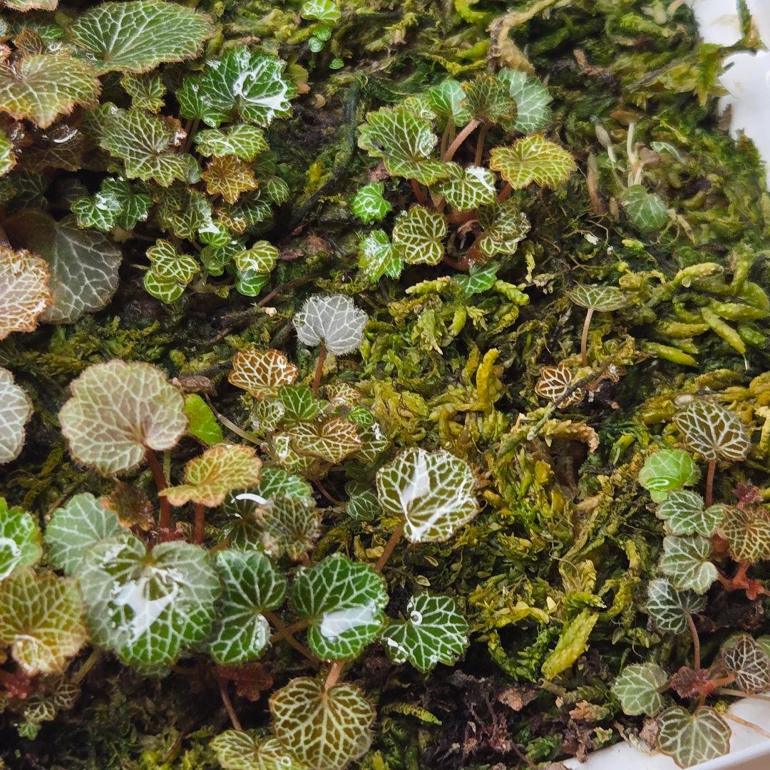 参考出品用・超豪華種親特盛✨️八房姫ユキノシタ✨️