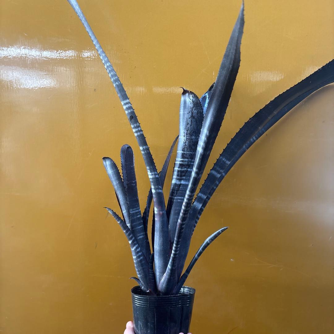 ビルベルギア　ダースベイダー