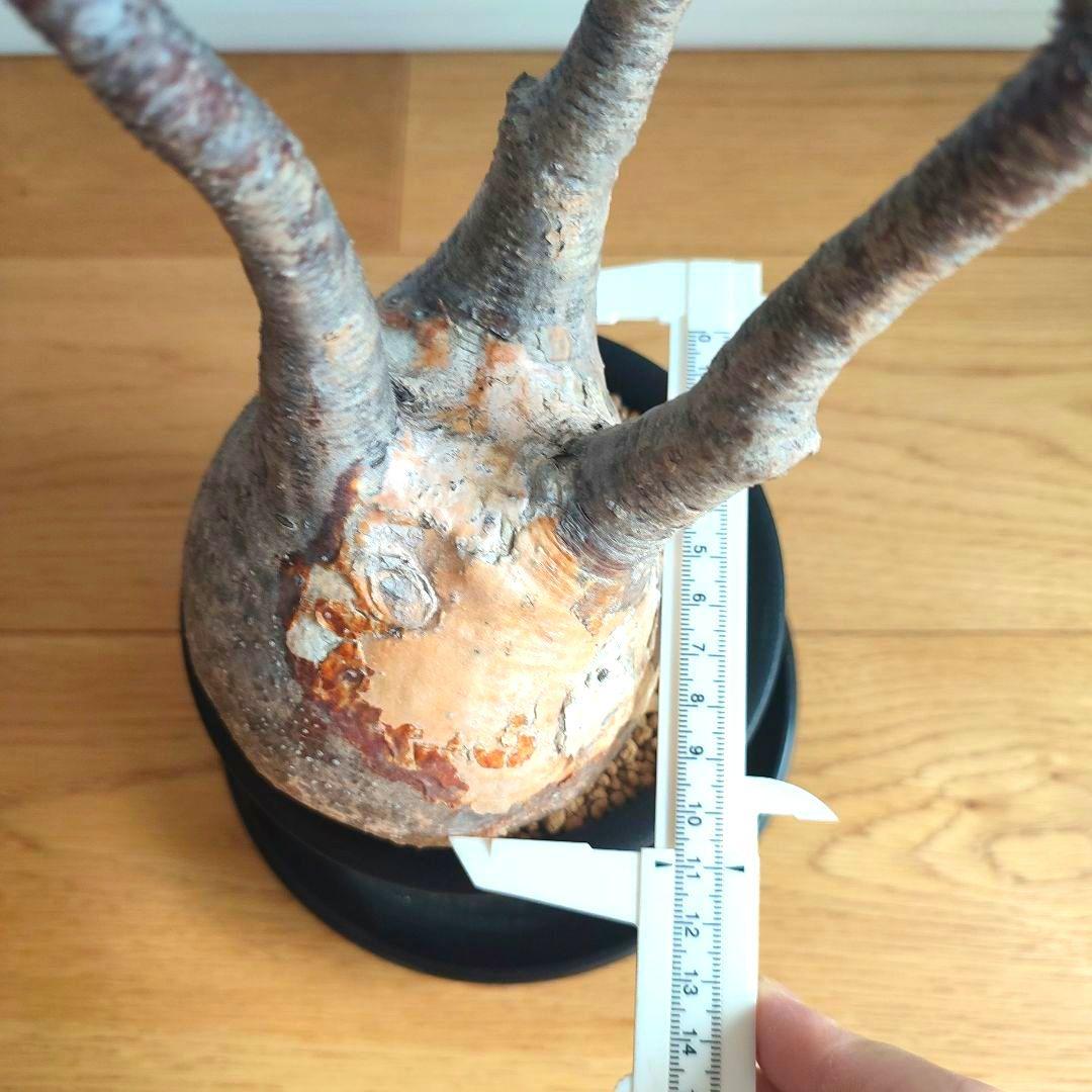 ★値下げ★パキポディウム　グラキリス　現地球【匿名配送】